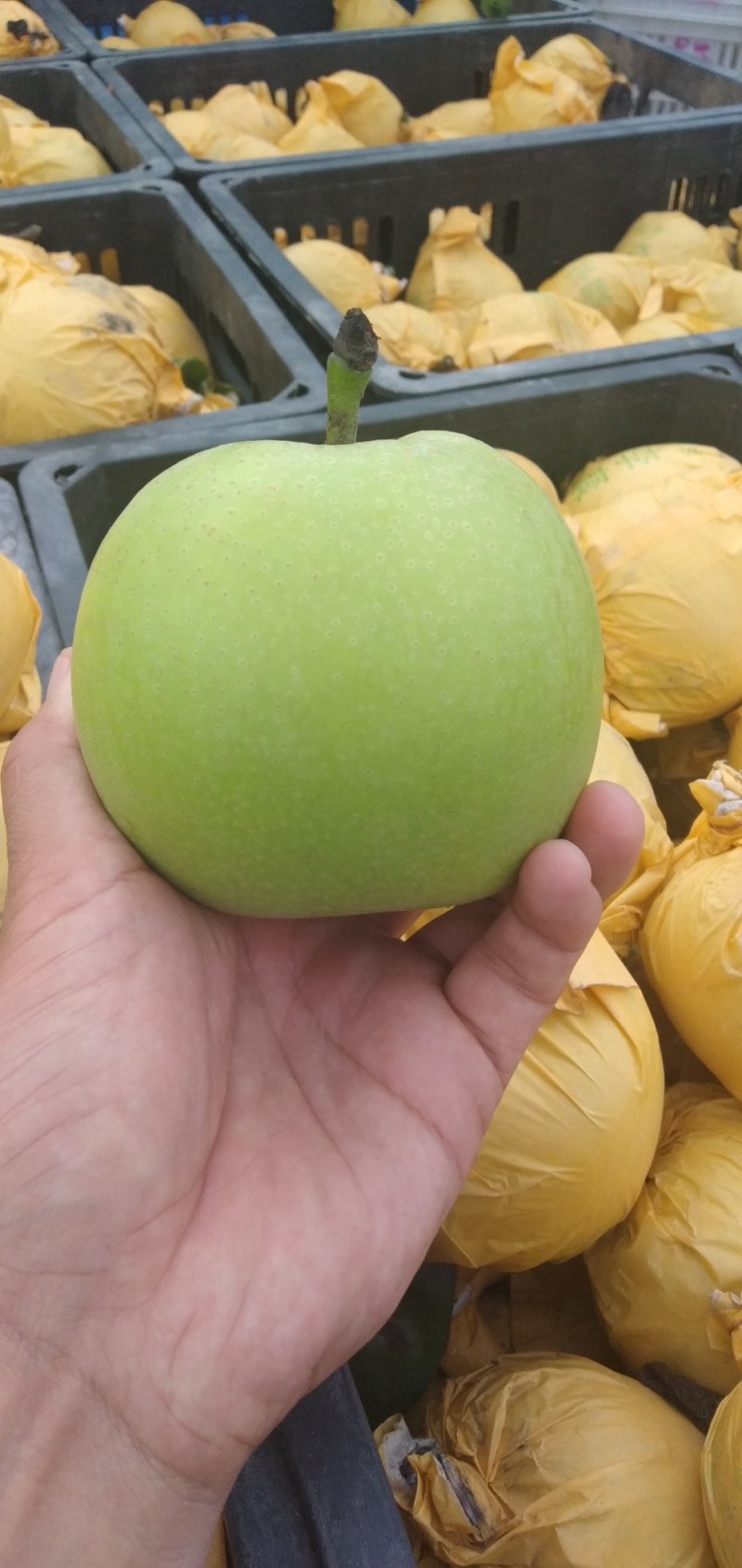 砀山梨青皮皇冠梨，光果脆甜大上市产地直供保质量，包送