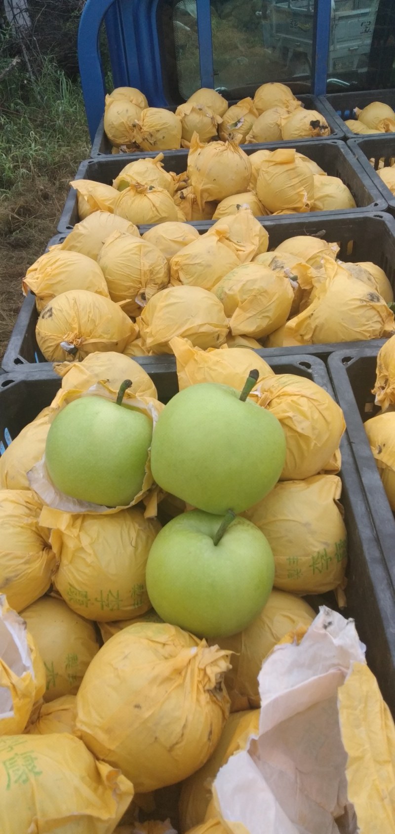 砀山梨青皮皇冠梨，光果脆甜大上市产地直供保质量，包送