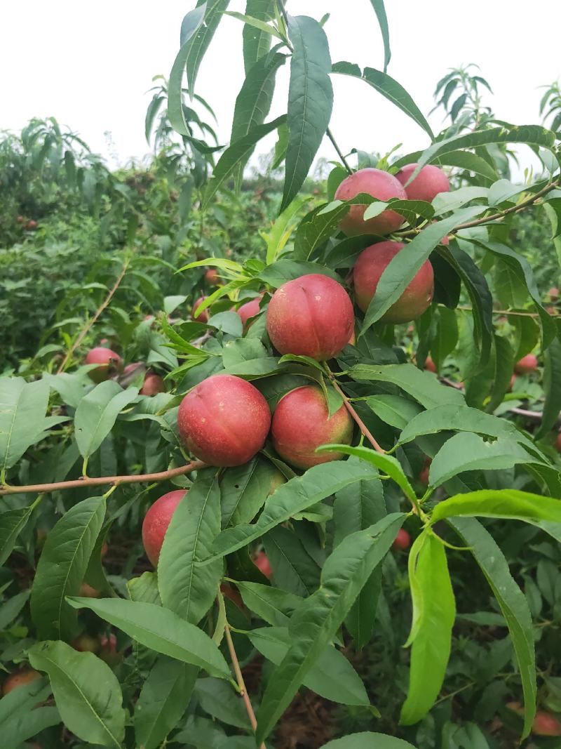珍珠油桃，陕西珍珠油桃，珍珠油桃批发价格，珍珠油桃产地。