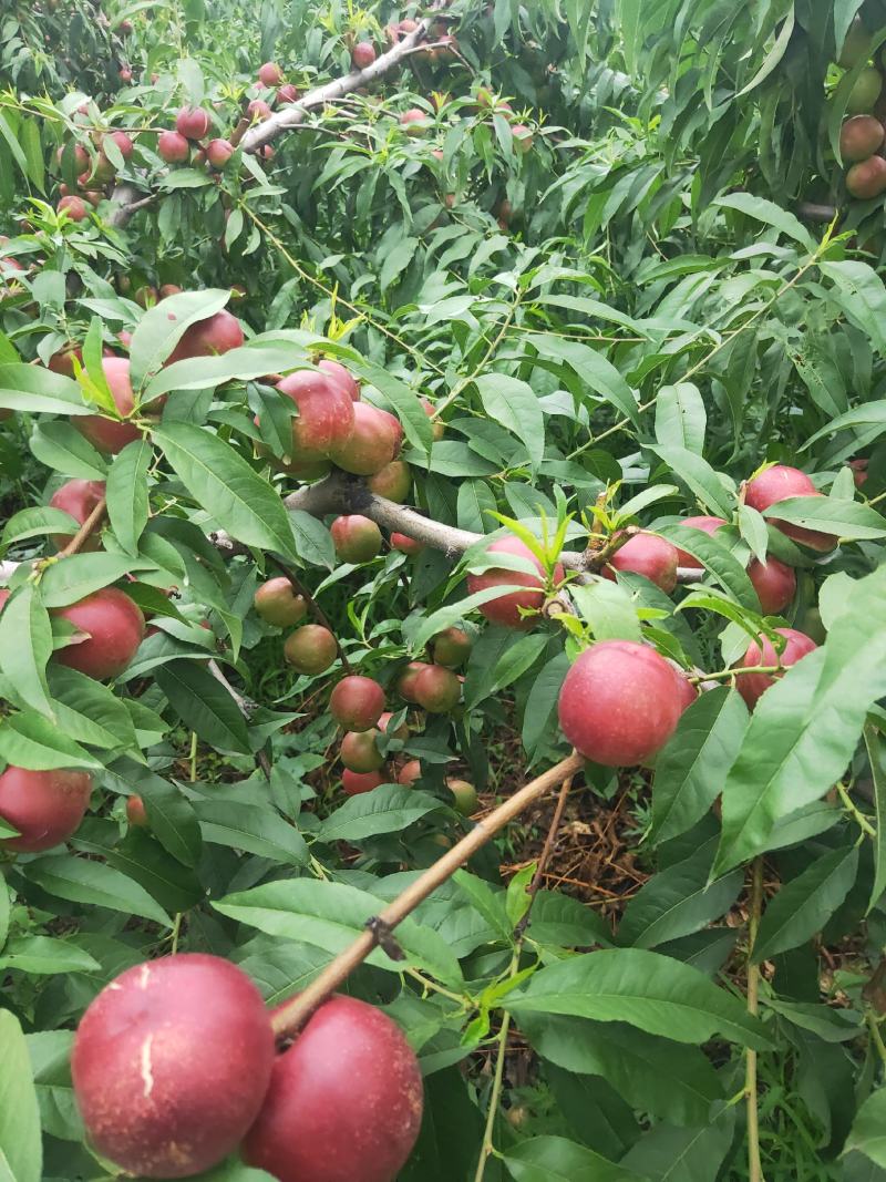 珍珠油桃，陕西珍珠油桃，珍珠油桃批发价格，珍珠油桃产地。