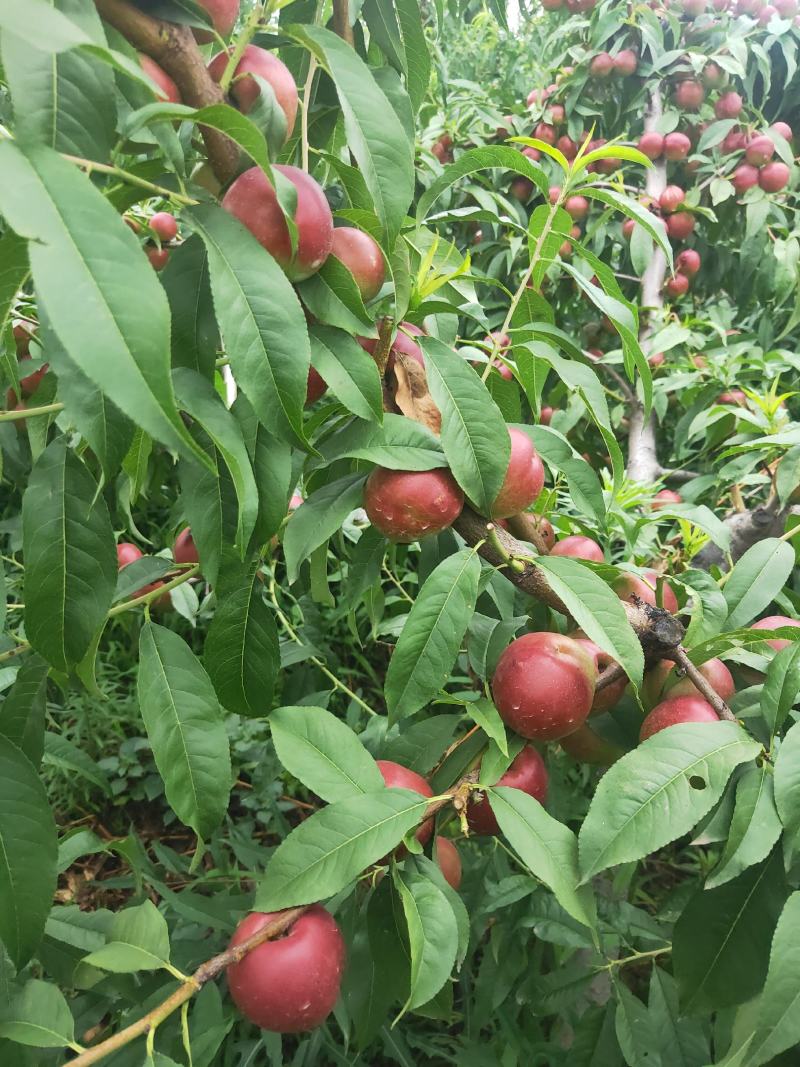 珍珠油桃，陕西珍珠油桃，珍珠油桃批发价格，珍珠油桃产地。