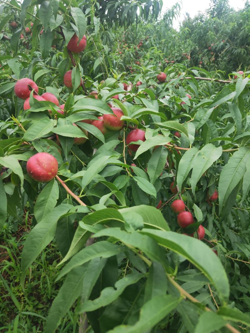 珍珠油桃，陕西珍珠油桃，珍珠油桃批发价格，珍珠油桃产地。