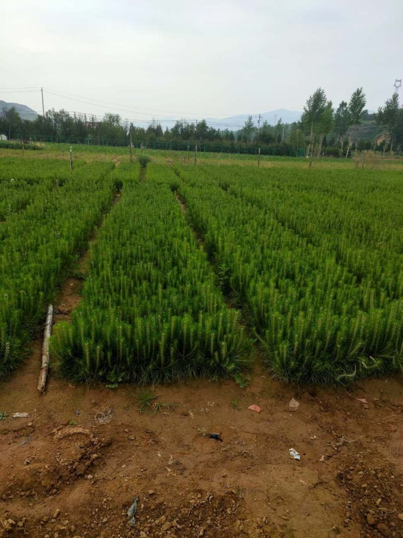 【苗圃直供】各种油松苗，营养杯苗，无纺布袋苗，占地苗