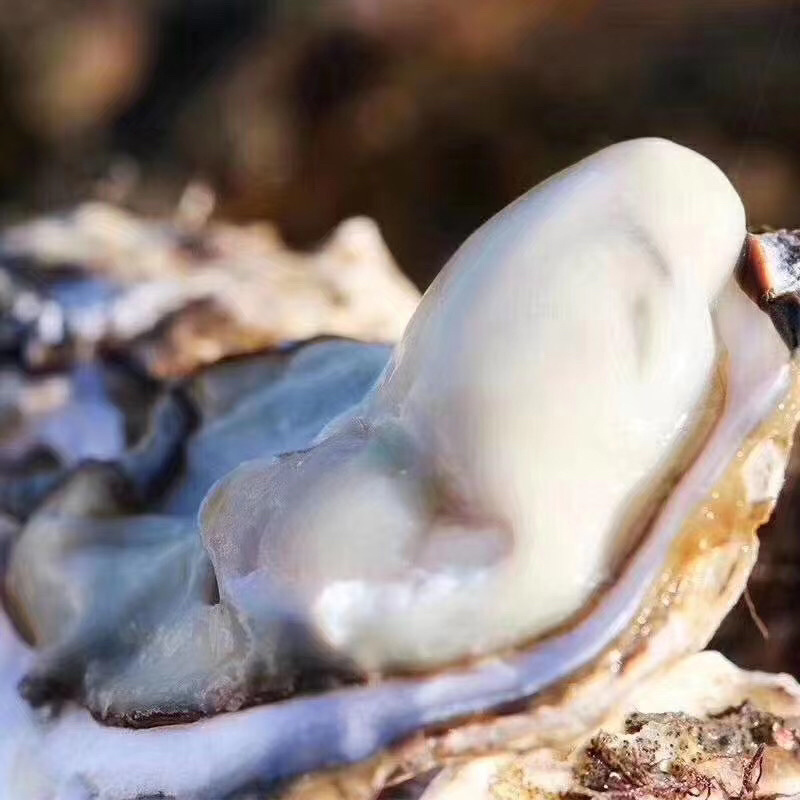 纯正乳山生蚝牡蛎味道鲜美肥生蚝