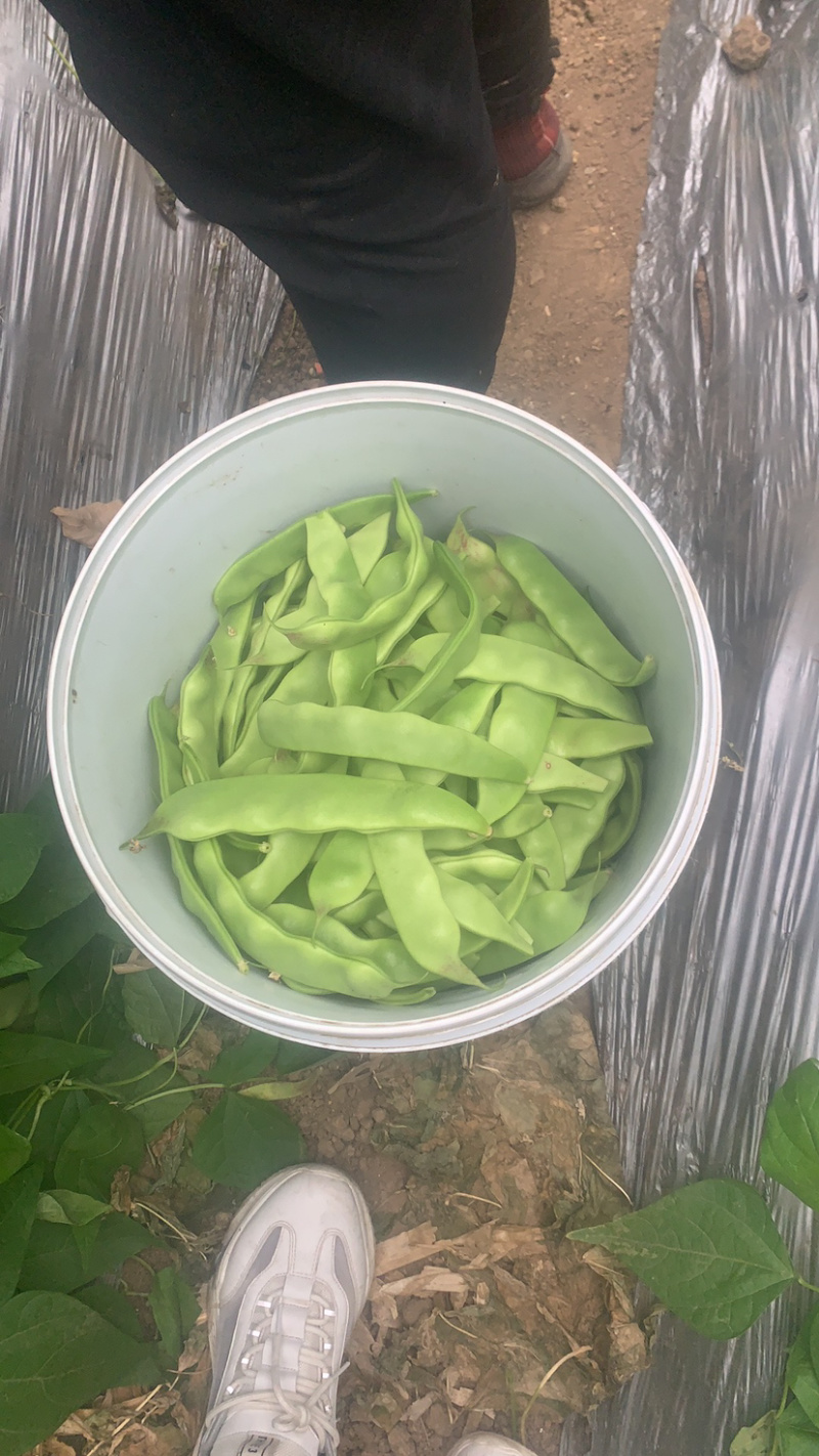 一点红油豆角