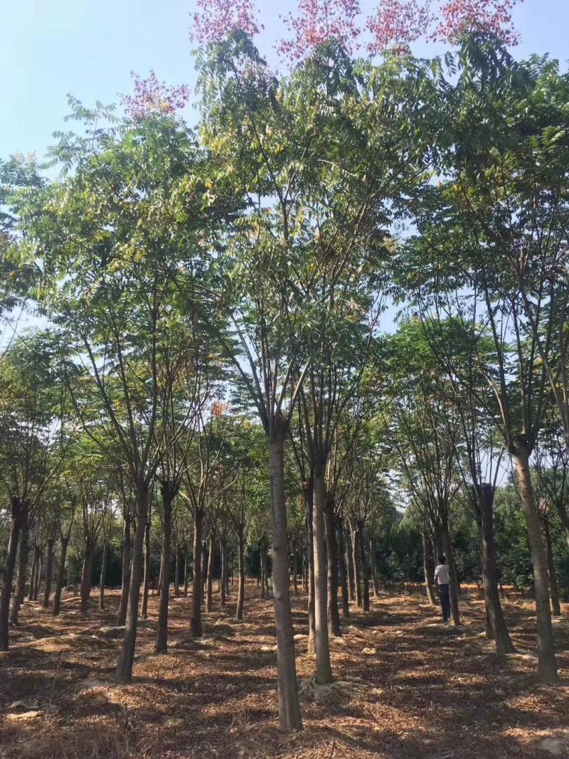 15-20截杆发帽栾树自家苗圃直供质量保证