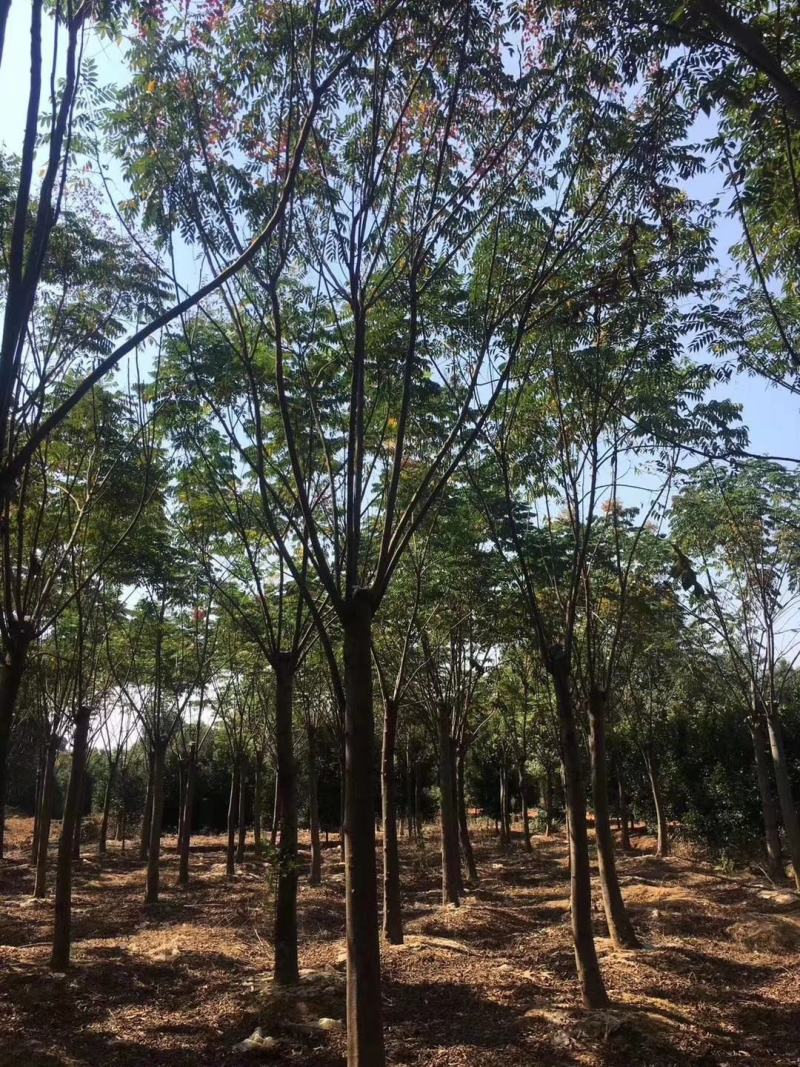 15-20截杆发帽栾树自家苗圃直供质量保证