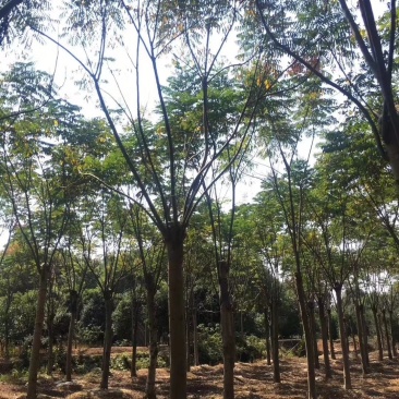 15-20截杆发帽栾树自家苗圃直供质量保证