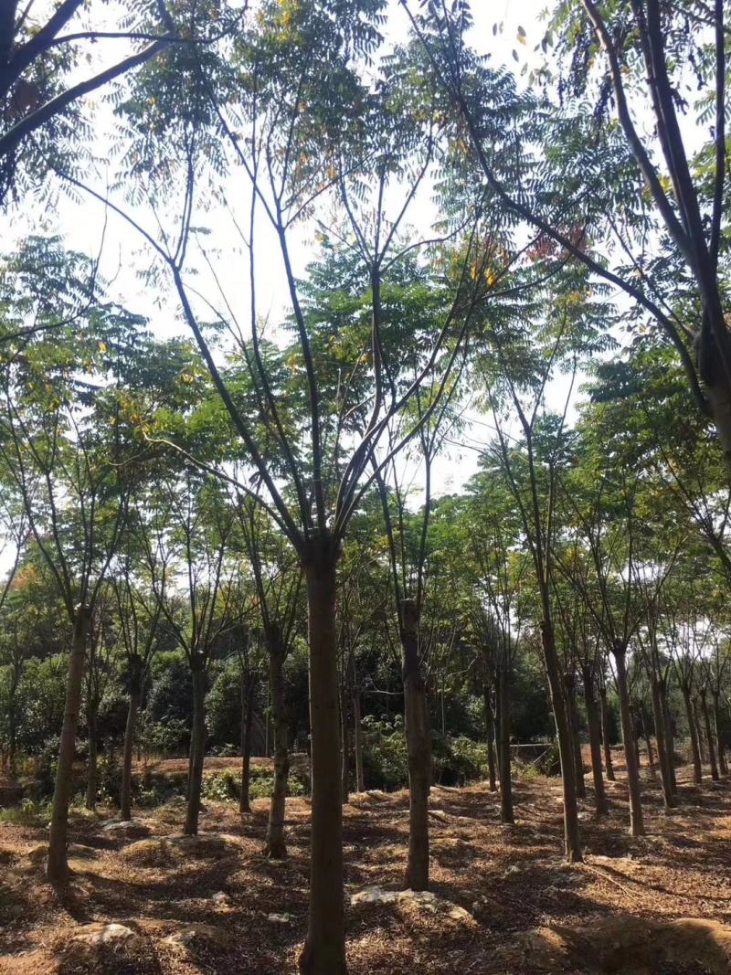 15-20截杆发帽栾树自家苗圃直供质量保证