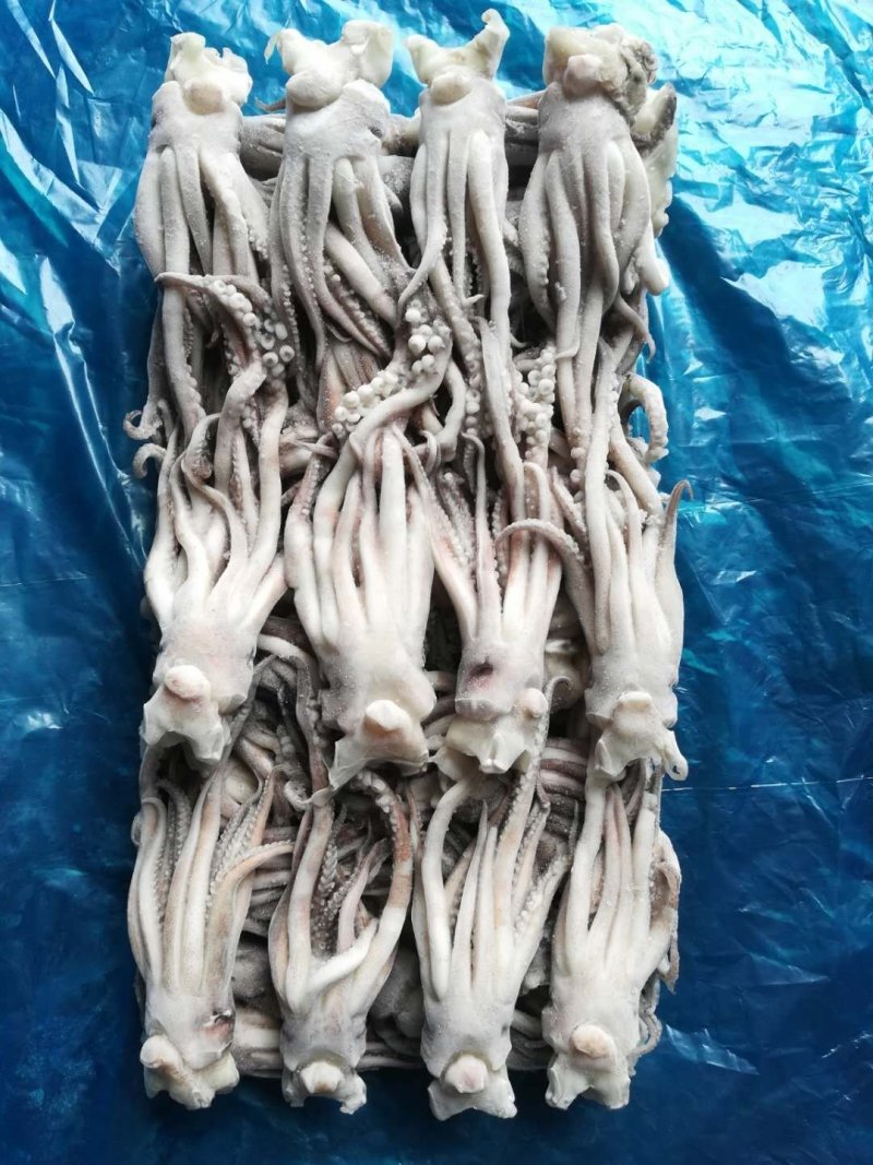 大量供应各种优质鱿鱼头