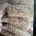 花甲大个无沙花甲蛤蜊贝类新鲜发货大量现货