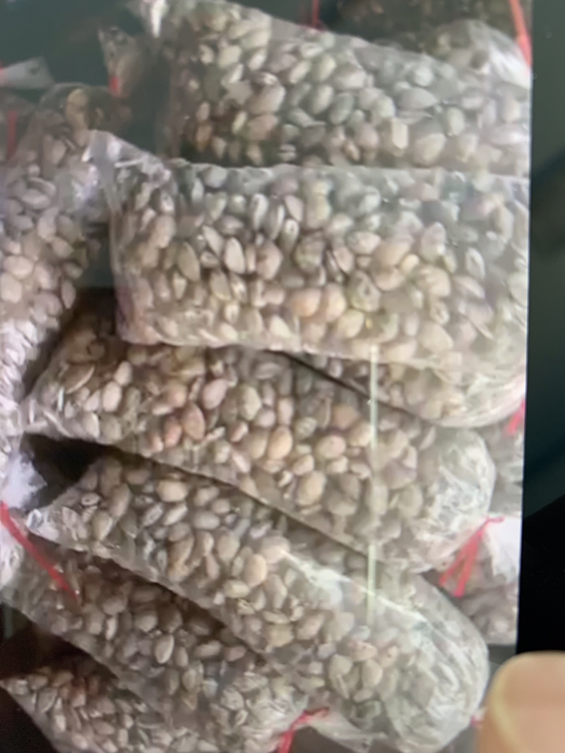 花甲大个无沙花甲蛤蜊贝类新鲜发货大量现货