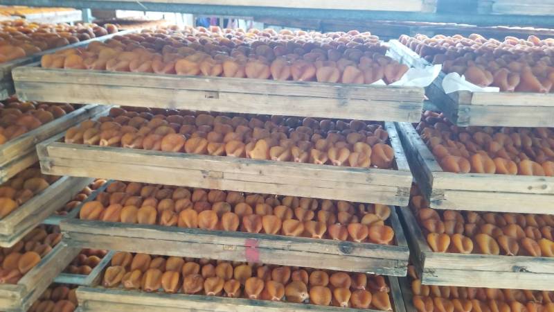 原产地一手货源大中小圆饼、吊饼、特级柿饼供应链
