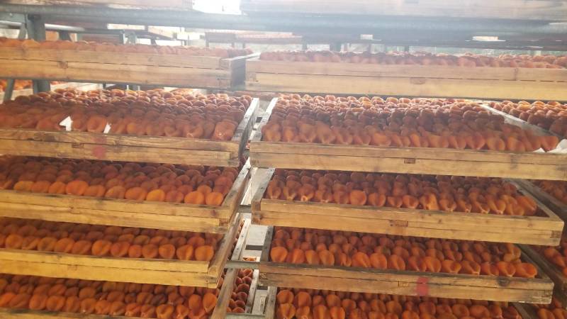 原产地一手货源大中小圆饼、吊饼、特级柿饼供应链