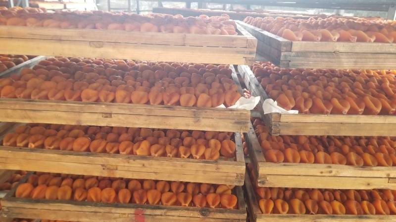 原产地一手货源大中小圆饼、吊饼、特级柿饼供应链