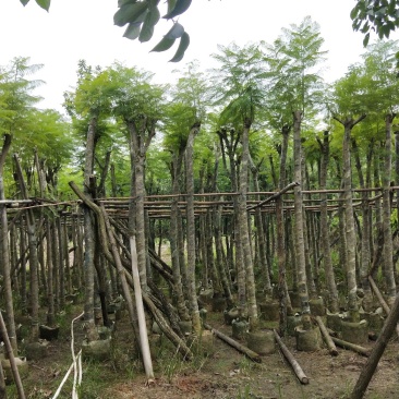蓝花楹七至八公分，容器苗市政，庭院，公园种植