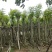 蓝花楹七至八公分，容器苗市政，庭院，公园种植