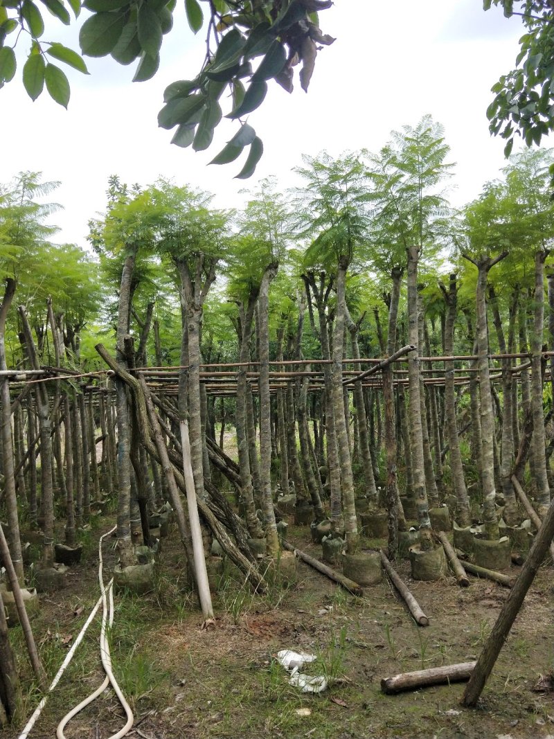 蓝花楹七至八公分，容器苗市政，庭院，公园种植