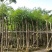 蓝花楹七至八公分，容器苗市政，庭院，公园种植