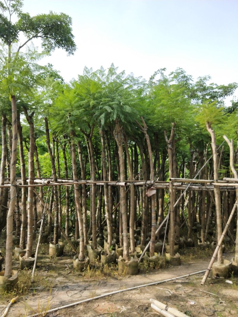 蓝花楹七至八公分，容器苗市政，庭院，公园种植