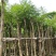 蓝花楹七至八公分，容器苗市政，庭院，公园种植