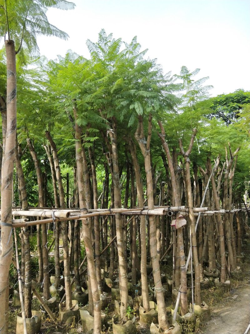 蓝花楹七至八公分，容器苗市政，庭院，公园种植