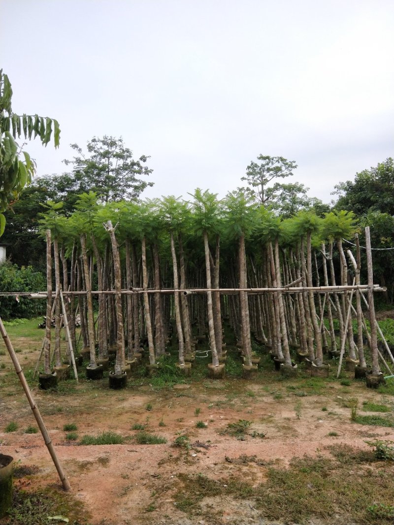 蓝花楹七至八公分，容器苗市政，庭院，公园种植