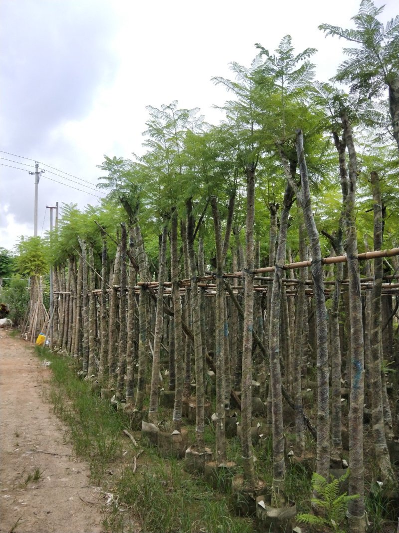 蓝花楹七至八公分，容器苗市政，庭院，公园种植