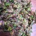 回心草干货2斤起包邮量大从优