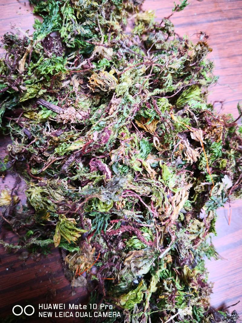 回心草干货2斤起包邮量大从优