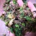 回心草干货2斤起包邮量大从优