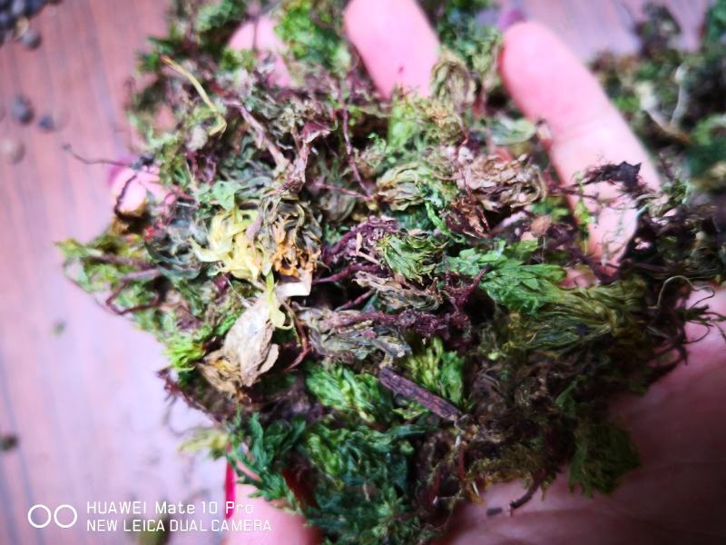 回心草干货2斤起包邮量大从优