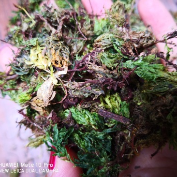 回心草干货2斤起包邮量大从优