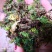 回心草干货2斤起包邮量大从优