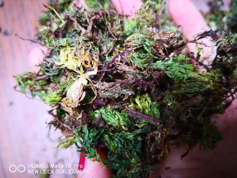 回心草干货2斤起包邮量大从优