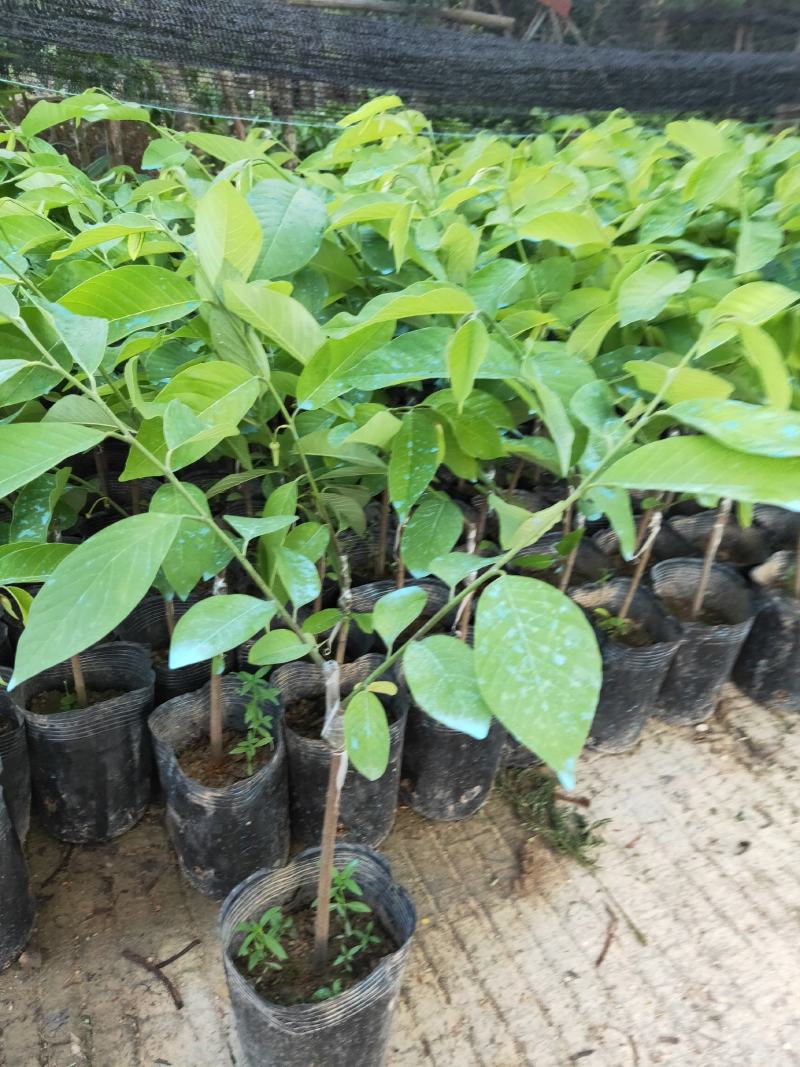 凤梨释迦杯苗，成活率高，免费技术指导，带土带杯发货确成活