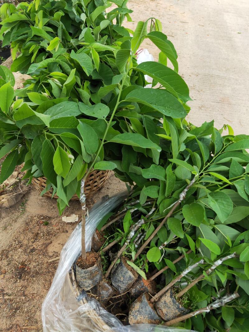 凤梨释迦杯苗，成活率高，免费技术指导，带土带杯发货确成活