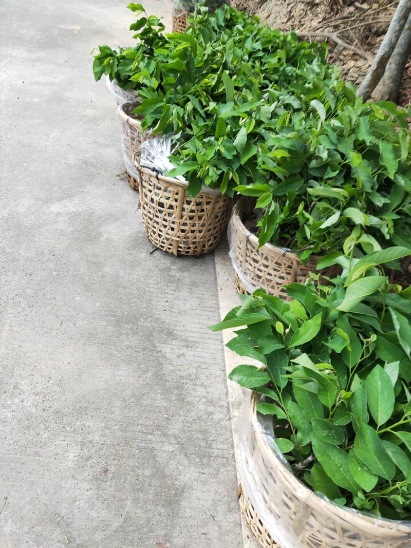 凤梨释迦杯苗，成活率高，免费技术指导，带土带杯发货确成活