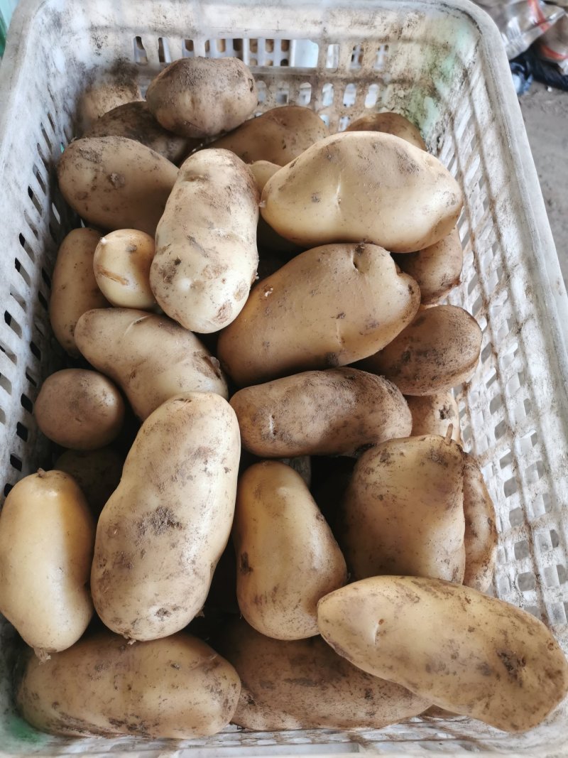 沃土5号.希森.V7土豆大量上市