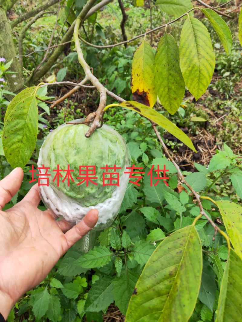 凤梨释迦杯苗，成活率高，免费技术指导，带土带杯发货确成活
