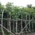 红花风铃木七至十公分