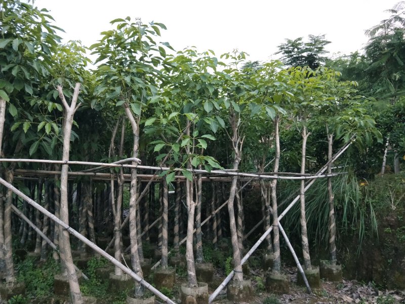 红花风铃木七至十公分