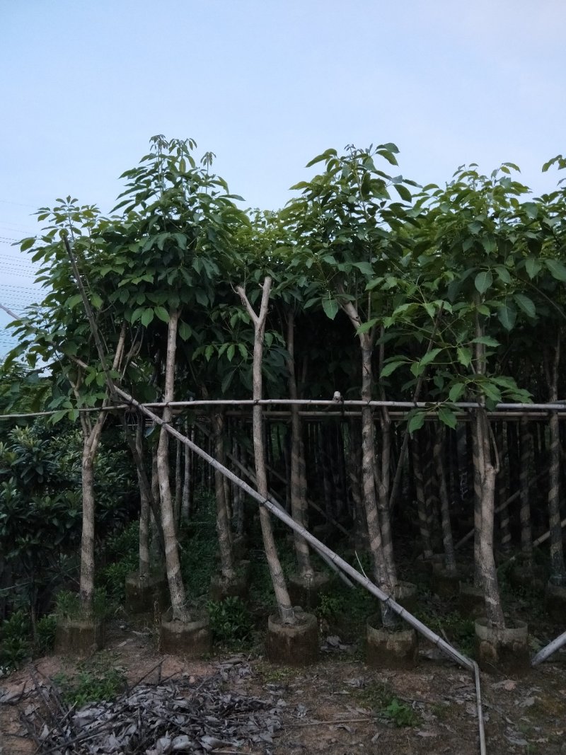 红花风铃木七至十公分