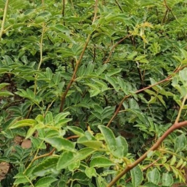 无刺花椒苗，普通大红袍，狮子头，黄盖等各种花椒苗，成活率
