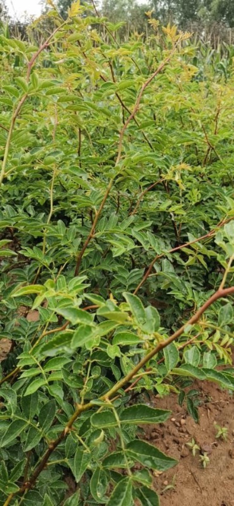 无刺花椒苗，普通大红袍，狮子头，黄盖等各种花椒苗，成活率