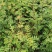 无刺花椒苗，普通大红袍，狮子头，黄盖等各种花椒苗，成活率