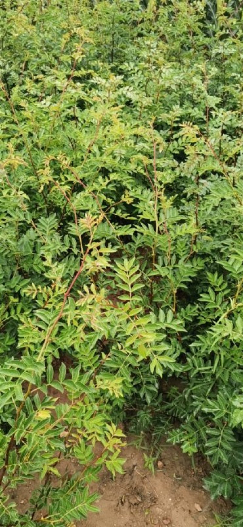 无刺花椒苗，普通大红袍，狮子头，黄盖等各种花椒苗，成活率