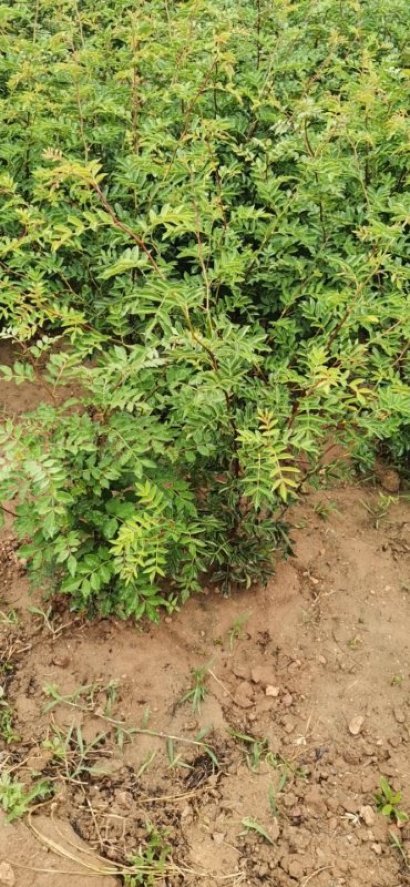 无刺花椒苗，普通大红袍，狮子头，黄盖等各种花椒苗，成活率