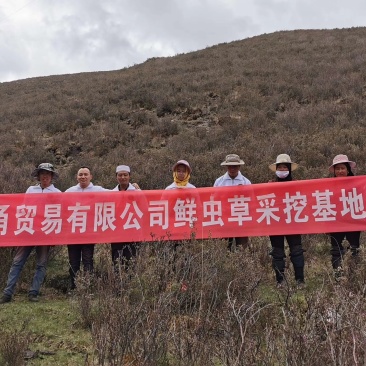 冬虫夏草产地一手货源好货