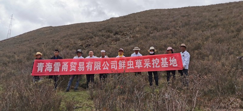 冬虫夏草产地一手货源好货